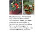 Micro tom cherry tomato plants