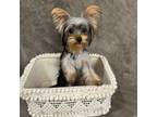 Yorkshire Terrier Puppy for sale in Westfield, MA, USA