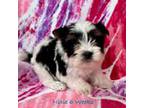 Biewer Terrier Puppy for sale in Cartersville, GA, USA