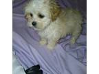 Shih-Poo Puppy for sale in Peabody, MA, USA