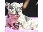 French Bulldog Puppy for sale in New York, NY, USA