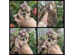 Pomeranian Puppy for sale in Naples, FL, USA