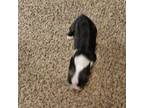 Boston Terrier Puppy for sale in Oakville, WA, USA