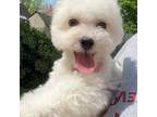 Bichon Frise Puppy for sale in Queens, NY, USA