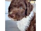 Aussiedoodle Puppy for sale in San Diego, CA, USA