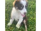 Miniature Australian Shepherd Puppy for sale in Old Hickory, TN, USA
