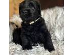 Black Russian Terrier Puppy for sale in Lynn Haven, FL, USA