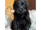 Black Russian Terrier Puppy for sale in Lynn Haven, FL, USA