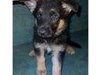 German Shepherd Dog Puppy for sale in East Providence, RI, USA