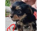 Yorkshire Terrier Puppy for sale in Fayetteville, NC, USA
