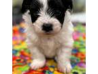 Biewer Terrier Puppy for sale in Columbia, SC, USA