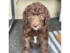 Aussiedoodle Puppy for sale in Magee, MS, USA