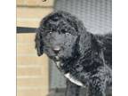 Aussiedoodle Puppy for sale in Magee, MS, USA