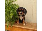 Beaglier Puppy for sale in Strasburg, PA, USA