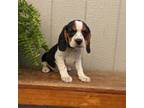 Beaglier Puppy for sale in Strasburg, PA, USA