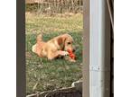 Golden Retriever Puppy for sale in Lees Summit, MO, USA
