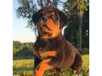 Rottweiler Puppy for sale in Shepherdsville, KY, USA