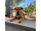 Australian Cattle Dog Puppy for sale in Tempe, AZ, USA