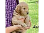 Goldendoodle Puppy for sale in Shirleysburg, PA, USA