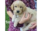 Goldendoodle Puppy for sale in Shirleysburg, PA, USA