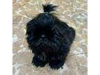 Shih Tzu Puppy for sale in Ontario, CA, USA