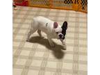 French Bulldog Puppy for sale in Archdale, NC, USA