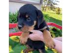 Rottweiler Puppy for sale in Thorp, WI, USA