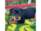Rottweiler Puppy for sale in Thorp, WI, USA