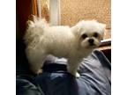 Maltese Puppy for sale in Newland, NC, USA