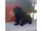 Poodle (Toy) Puppy for sale in Black River, NY, USA