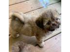 Shih Tzu Puppy for sale in Northport, AL, USA