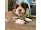 Shih Tzu Puppy for sale in Northport, AL, USA