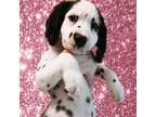 Dalmatian Puppy for sale in Sugar Land, TX, USA