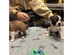 Boston Terrier Puppy for sale in Laclede, ID, USA