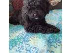 Poodle (Toy) Puppy for sale in North Ridgeville, OH, USA