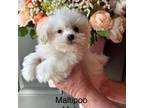 Maltipoo Puppy for sale in Locust, NC, USA
