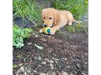 Golden Retriever Puppy for sale in Merrimack, NH, USA