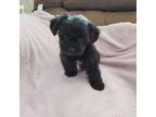 Shorkie Tzu Puppy for sale in Whiteland, IN, USA