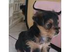 Silky Terrier Puppy for sale in Harrisburg, PA, USA