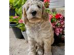 Goldendoodle Puppy for sale in West Jefferson, OH, USA