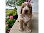 Goldendoodle Puppy for sale in West Jefferson, OH, USA