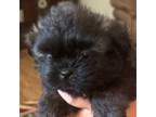 Shorkie Tzu Puppy for sale in Edgefield, SC, USA
