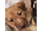 Labradoodle Puppy for sale in Spokane, WA, USA