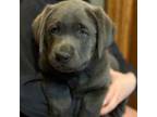 Labrador Retriever Puppy for sale in North Branch, MI, USA