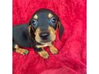 Dachshund Puppy for sale in Lorena, TX, USA