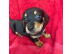Dachshund Puppy for sale in Lorena, TX, USA