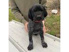 German Shorthaired Pointer Puppy for sale in Glen Flora, WI, USA