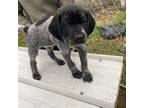 German Shorthaired Pointer Puppy for sale in Glen Flora, WI, USA