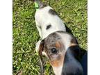 Dachshund Puppy for sale in Pierson, FL, USA