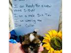Shih Tzu Puppy for sale in Gillette, WY, USA